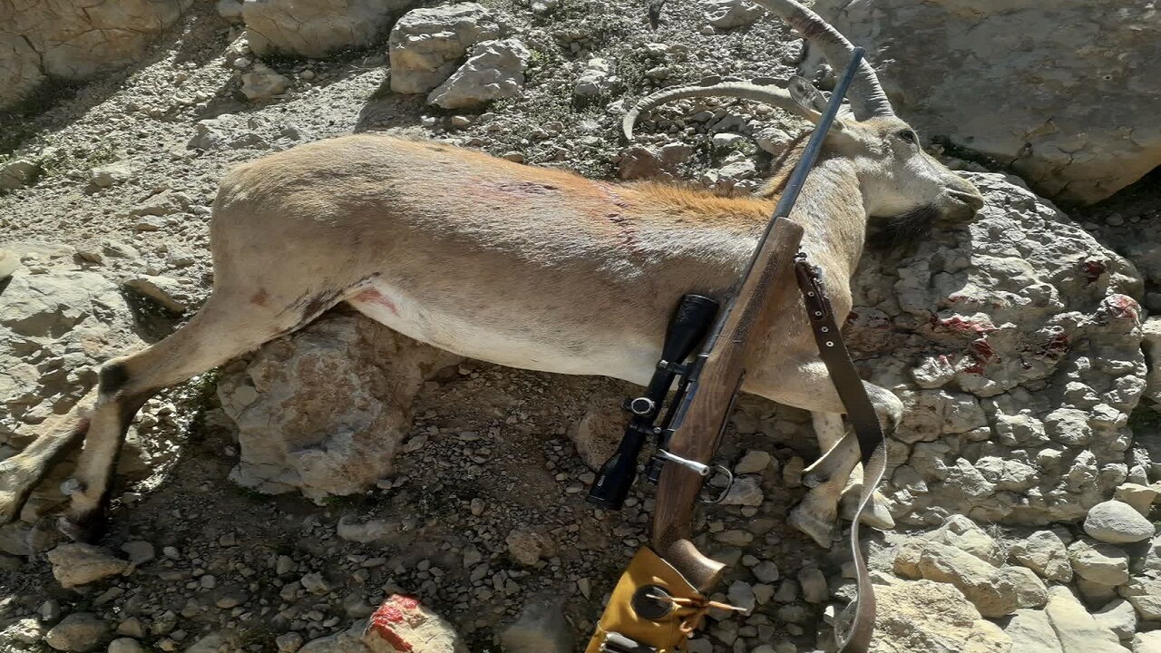هیچ پرونده شکار در نردین ثبت نشده است