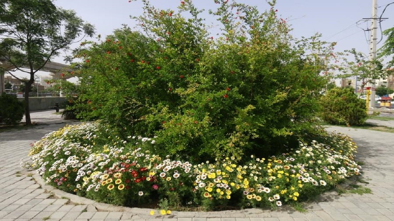 کاشت درختان مثمر و قرآنی در قم دنبال می‌شود