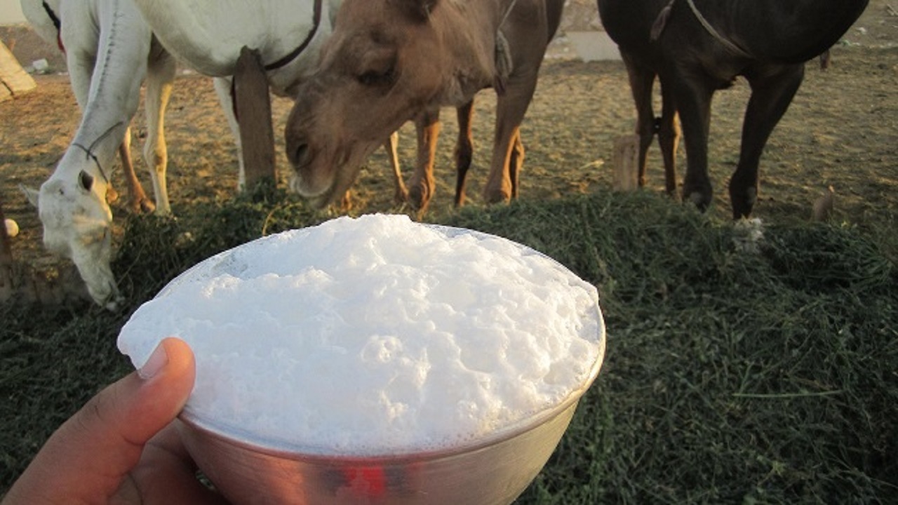 شیر خشک شتر یکی از محصولات پرمنفعت برای صادرات است