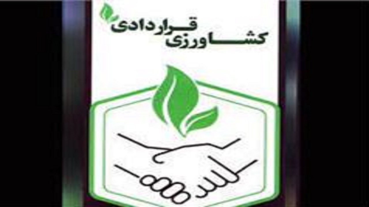 کشت قراردادی در ۲۵۰ هکتار از مزارع نکا