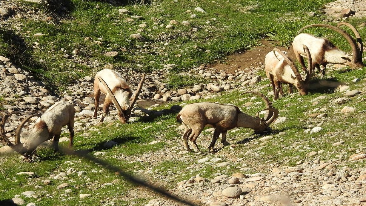 سرشماری زمستانه حیات وحش استان مرکزی آغاز شد
