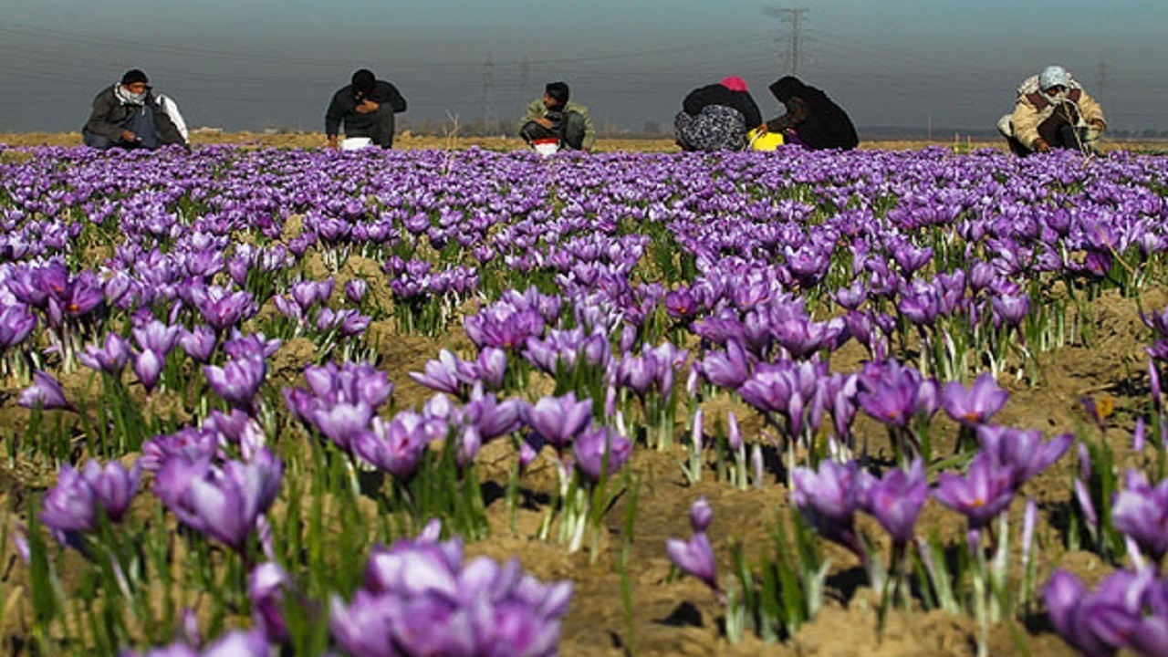 کشت و برداشت زعفران در شهمیرزاد