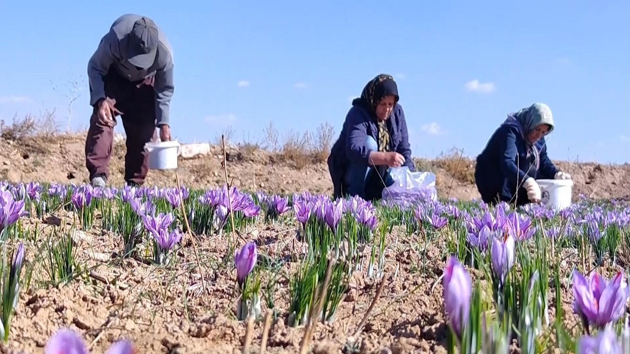 کارآفرینی در روستای ازان با طلای سرخ