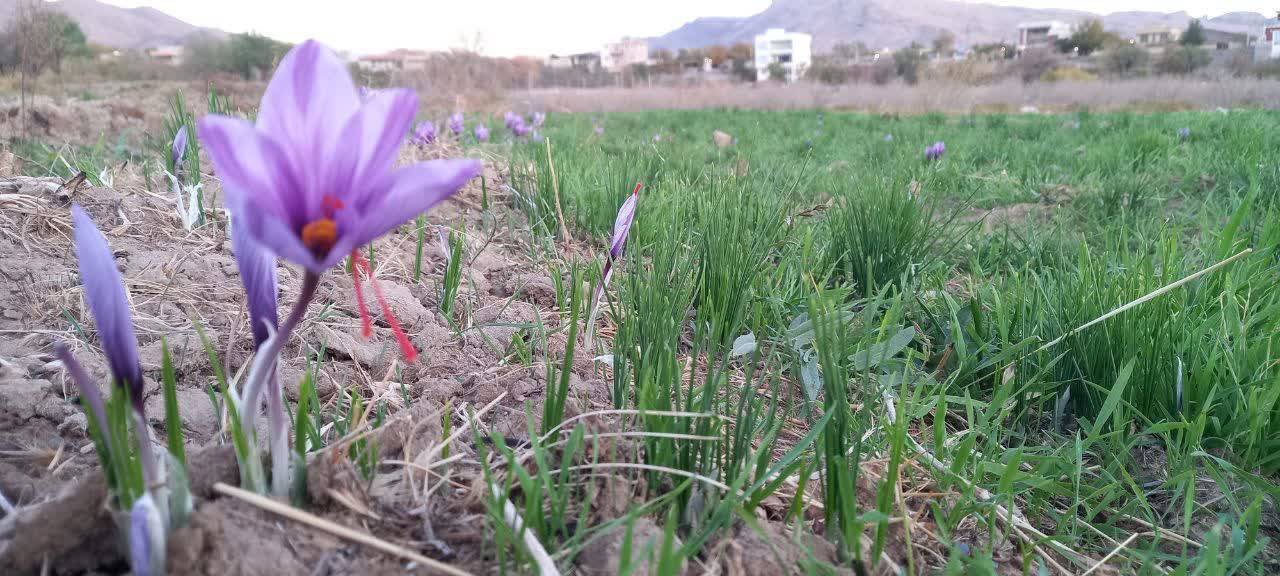 گل زعفران