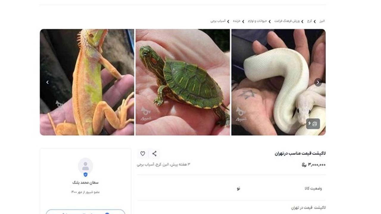 رشد خرید و فروش خزندگان در فضای مجازی + تصاویر