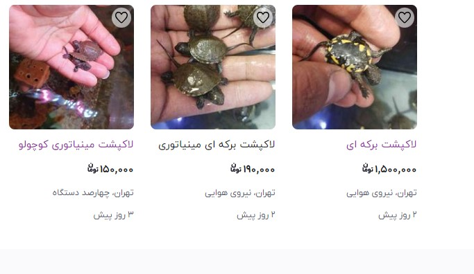 فروش لاک پشت مینیاتوری در فضای مجازی
