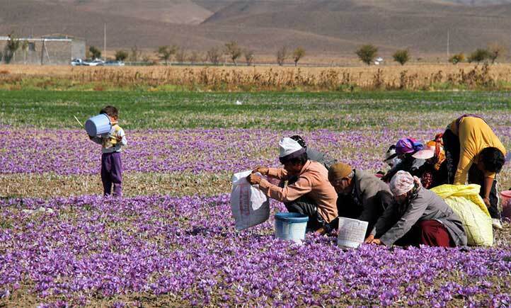 پیش بینی افزایش ۲۰ کیلوگرمی تولید زعفران خشک در هر هکتار
