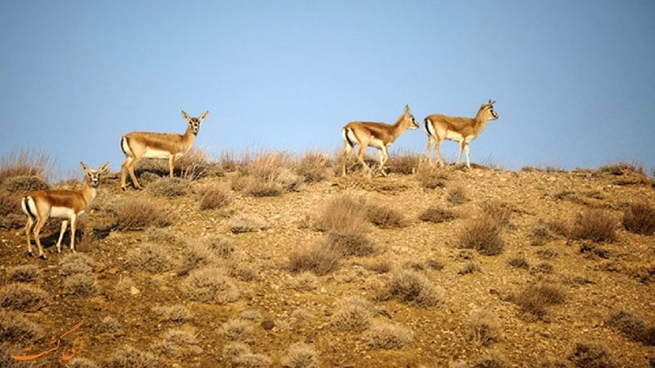 آغاز سرشماری سالانه گونه‌های علفخوار در پارک ملی گلستان