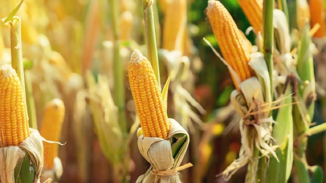 ذرت‌کاران خوزستانی در آستانه ورشکستگی