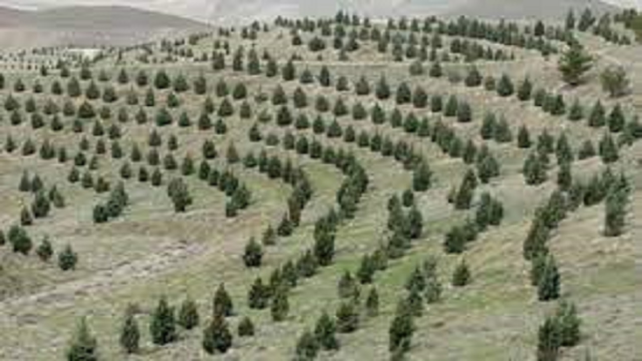 ایجاد ۴۰ هکتار جنگل در گچساران