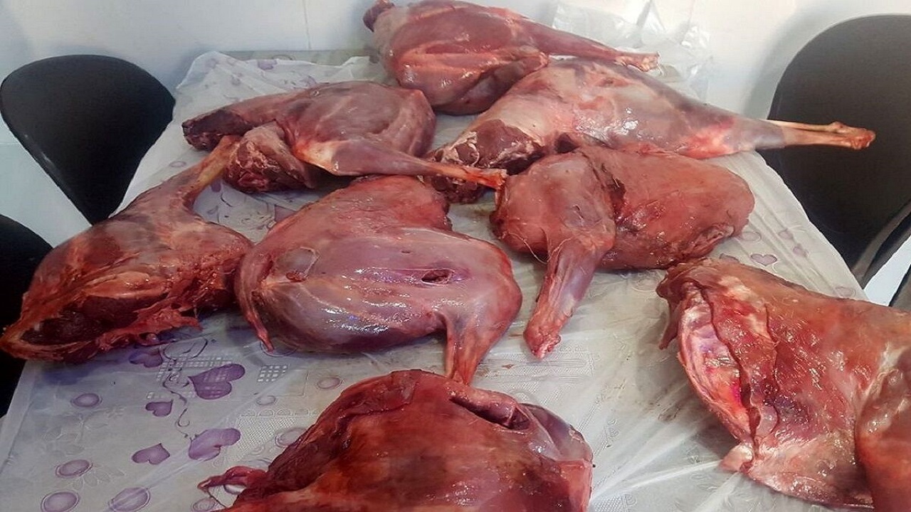 کشف ۲۰ کیلوگرم گوشت گراز و بز وحشی از منزل یک شکارچی خاطی