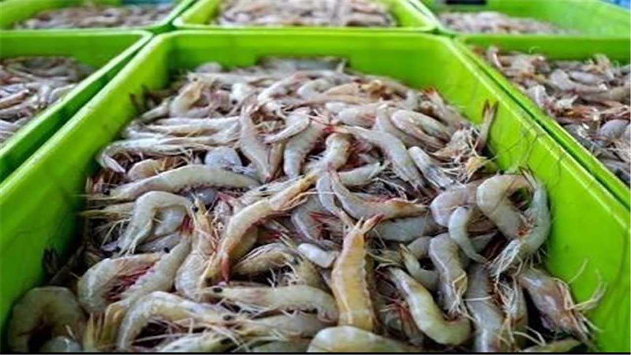 کشف یک تن و ۸۰۰ کیلوگرم میگو قاچاق درسیریک