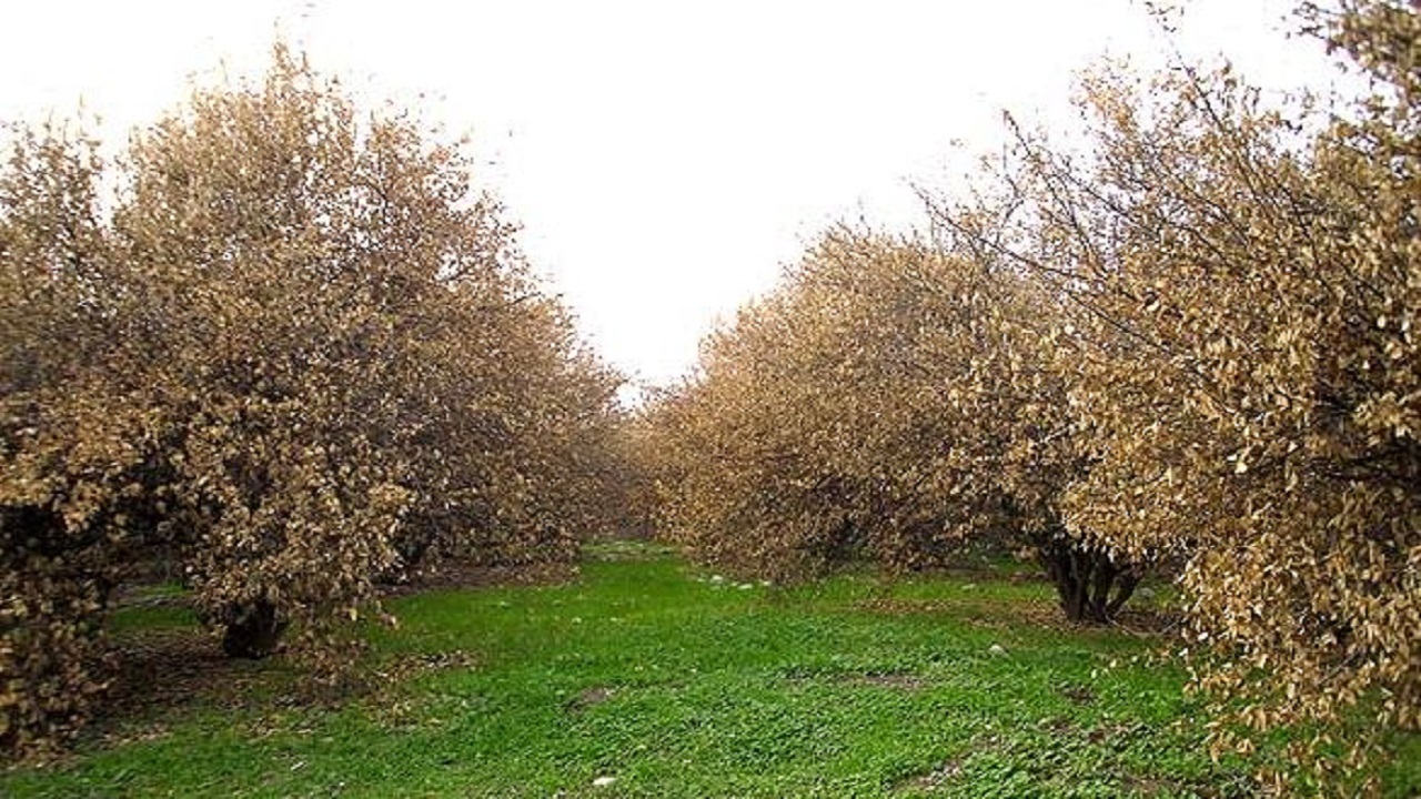 توصیه های جهاد کشاورزی گلستان به باغداران و گلخانه داران درباره کاهش محسوس دما