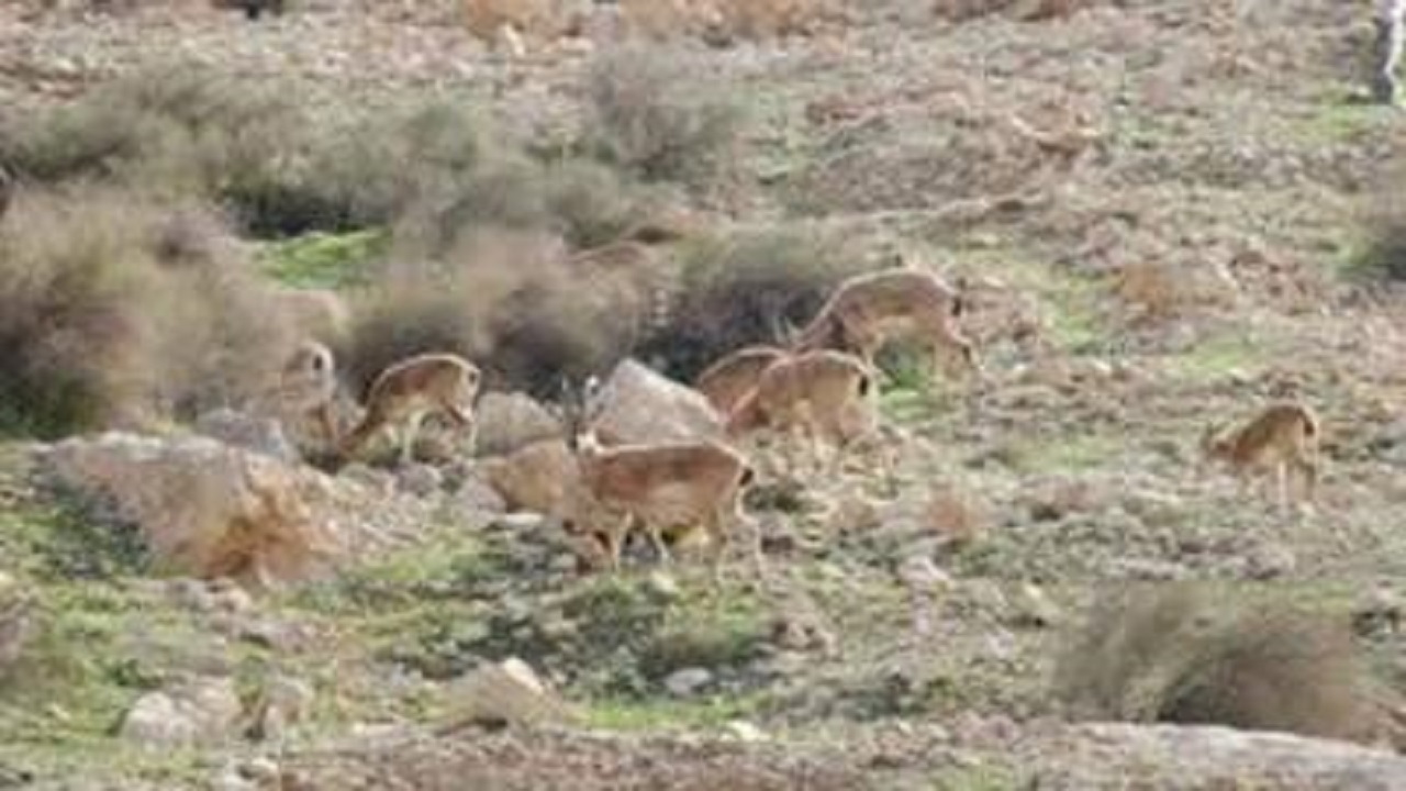 آغاز سرشماری وحوش در مناطق حفاظت شده اصفهان