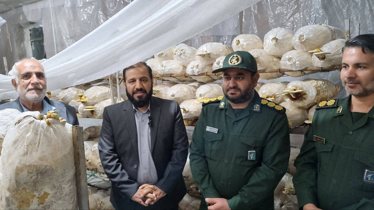 پرورش قارچ گانودرما در زرند