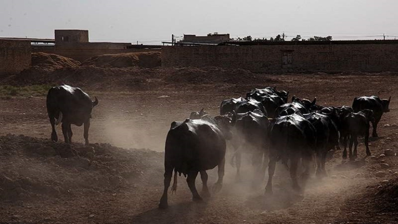 مهار احشام سنگین قاچاق به ارزش ۸ میلیارد در مرزهای سیستان و بلوچستان