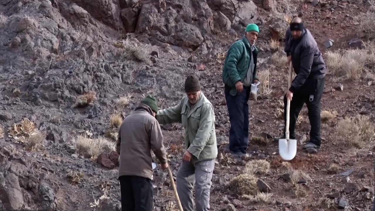 آغاز کاشت گیاه باریجه در ۳۰۰ هکتار از مناطق کوهستانی کاشان