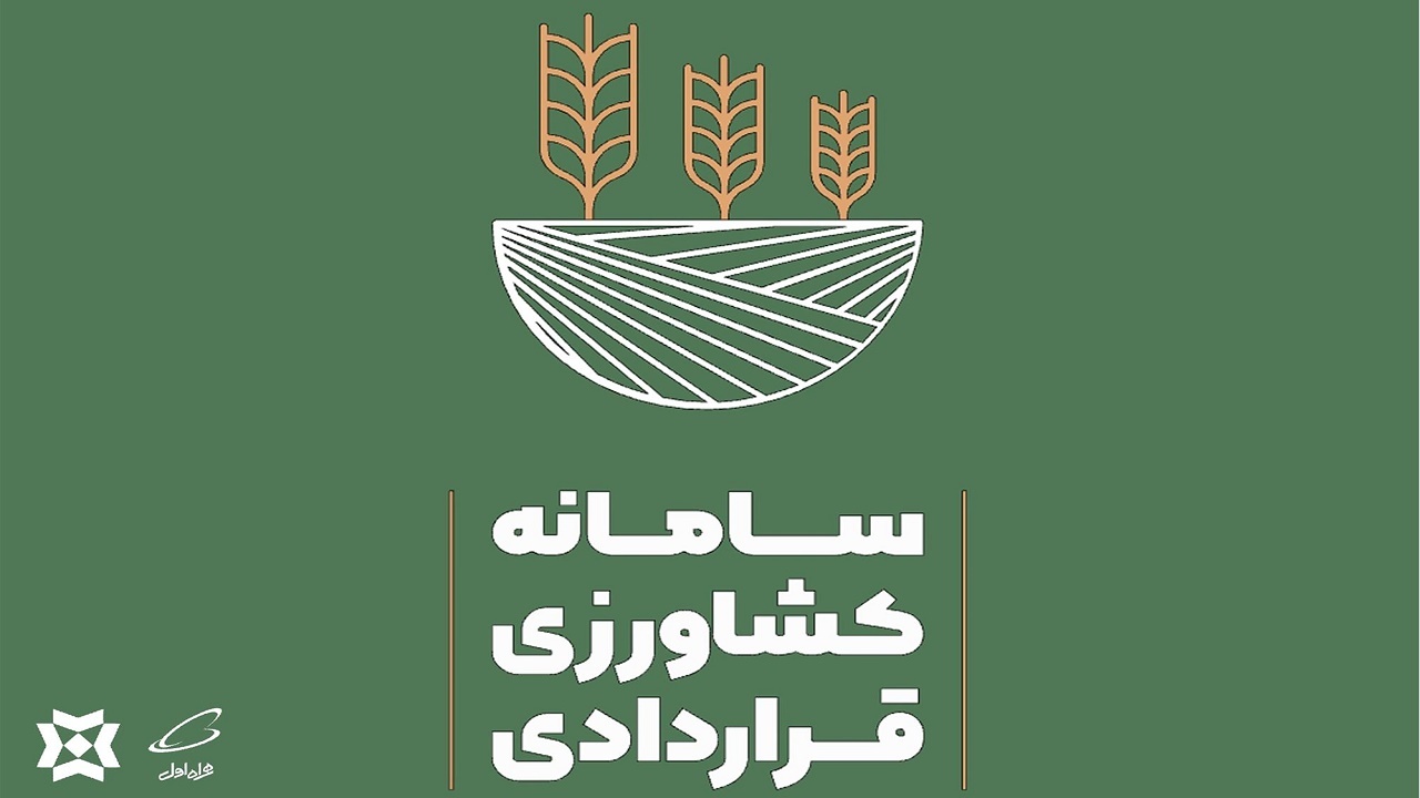 کشت قراردادی گندم در ۱۲۰ هکتار از مزارع قائم شهر