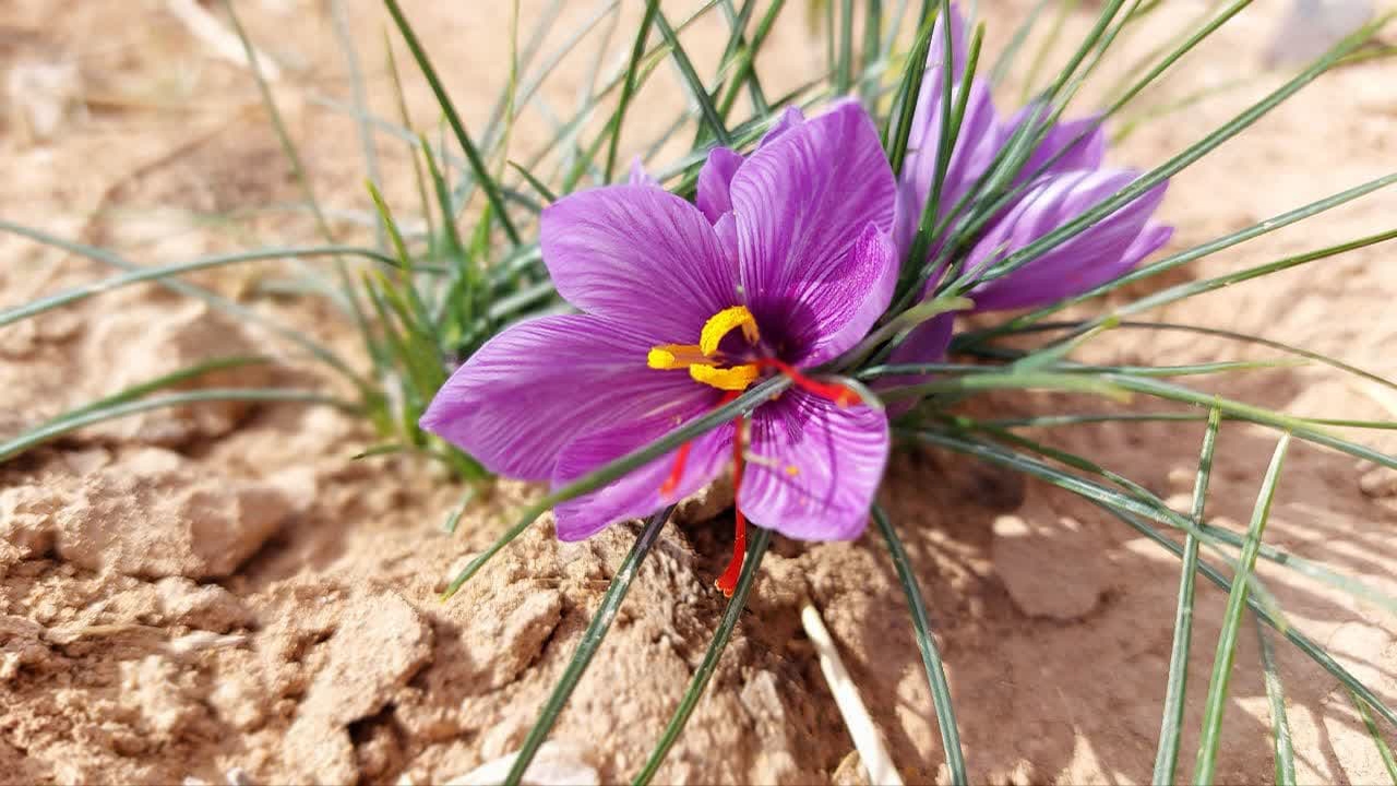 زعفران