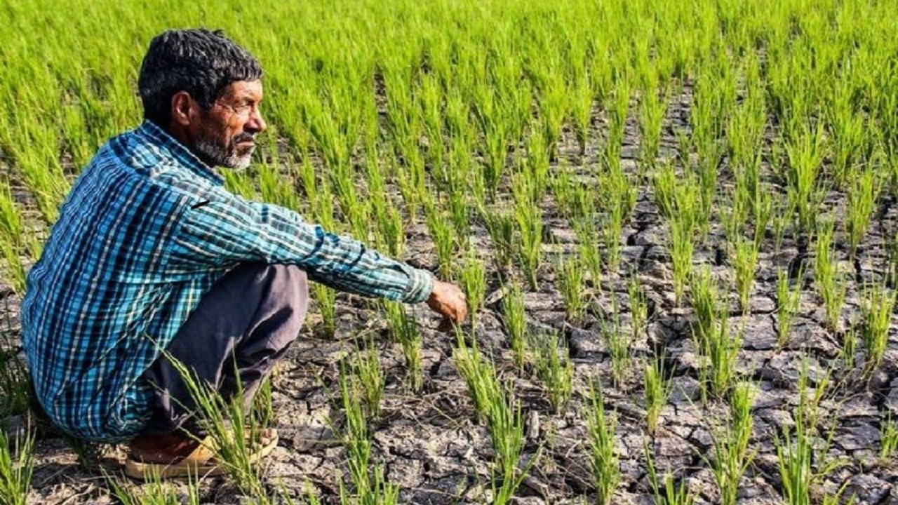 سه دستگاه متولی کشت قراردادی