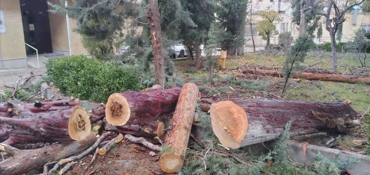 قطع درختان