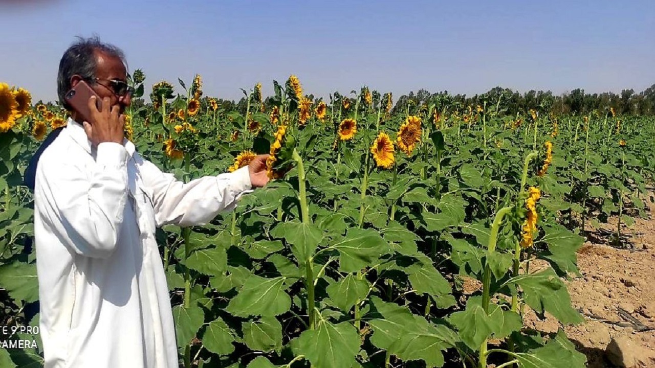 برداشت ۲۵۰ تن تخمه آجیلی از مزارع بمپور