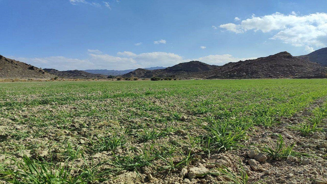 همت بلندکشاورزان سراوان با کشت ۷۰۰ هکتار گندم در دیمزار‌های منطقه