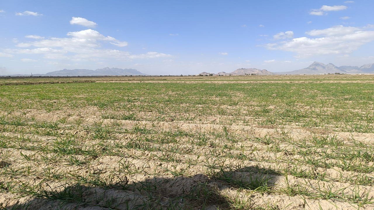 بیش از ۶هزار هکتار از مزارع کشاورزی شهرستان خاش به زیرکشت پاییزه رفت