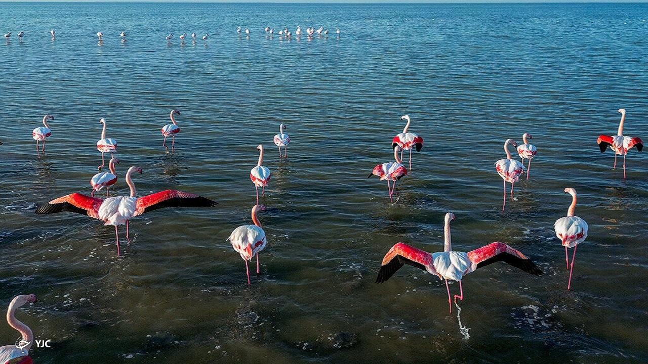 زیستگاه‌های آذربایجان‌غربی سالانه میزبان بیش از ۳۰۰ هزار پرنده است