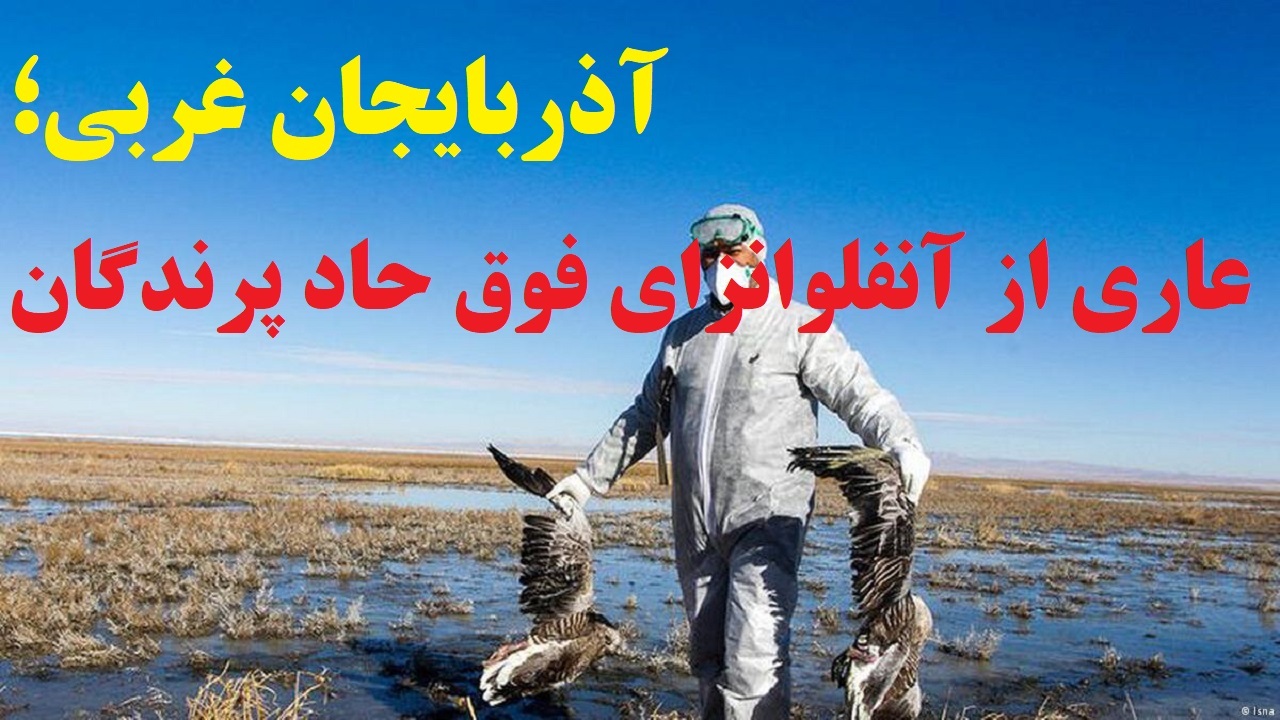 آنفلوآنزای فوق حاد پرندگان در آذربایجان غربی مشاهده نشد