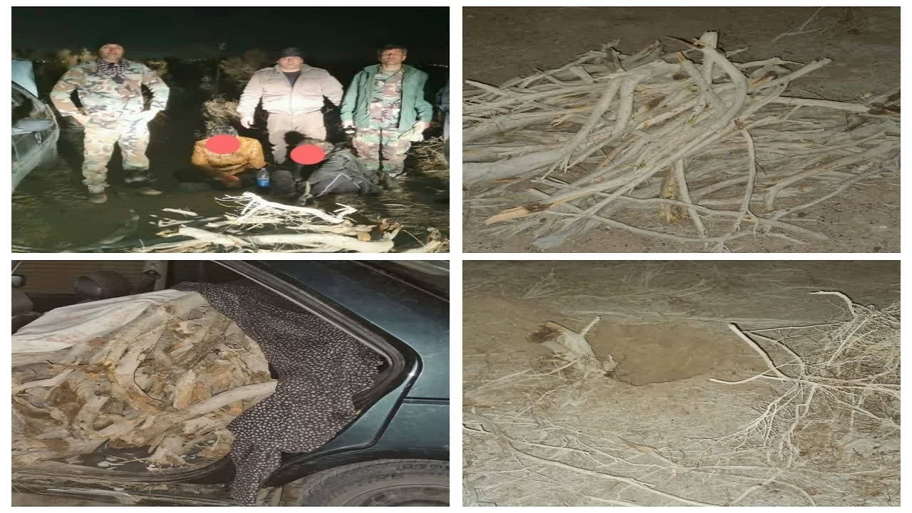 کشف ۵۰۰کیلوگرم چوب تاغ در آران و بیدگل
