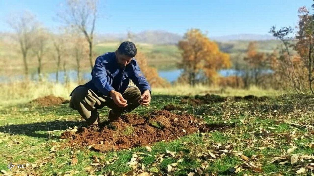 بذر بادام جنگلی در هفت هکتار از مراتع نقده کاشته شد