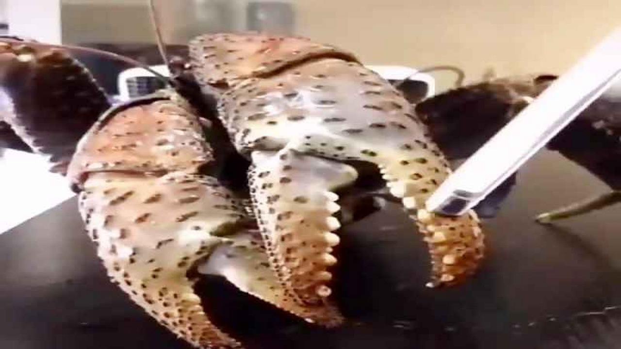 قدرت عجیب چنگال خرچنگ + فیلم