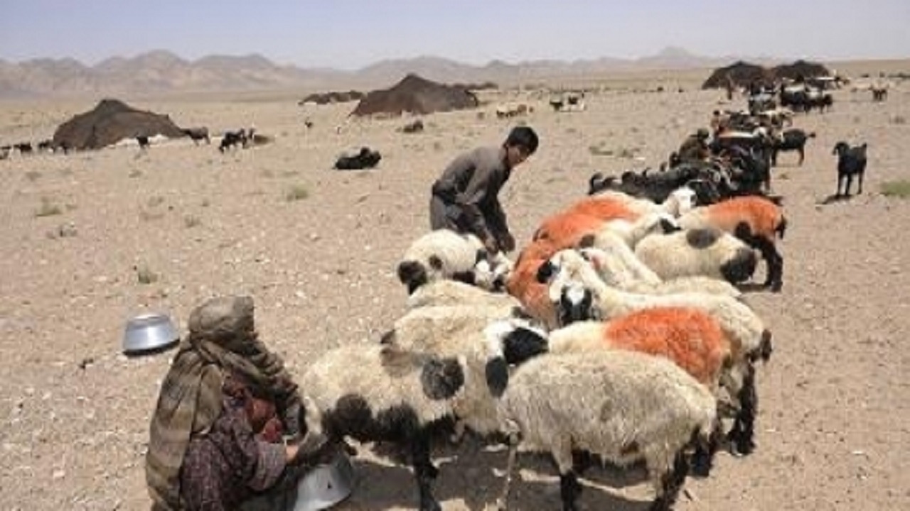 پرداخت ۱۳ میلیارد و ۴۰۰ میلیون تومان تسهیلات به عشایر