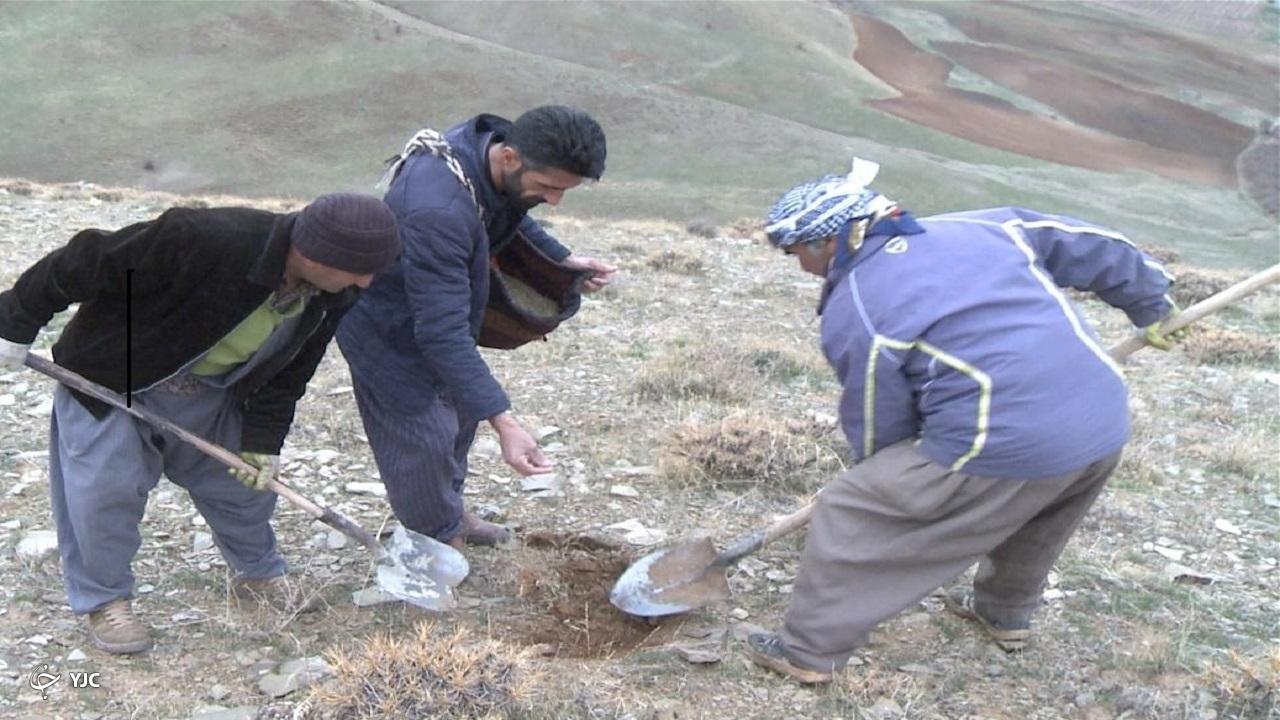 عملیات کپه کاری در مراتع مهاباد اجرا شد