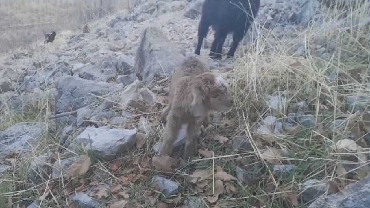 فیلمی از بزغاله تازه متولد شده در روستای اورامانات کردستان