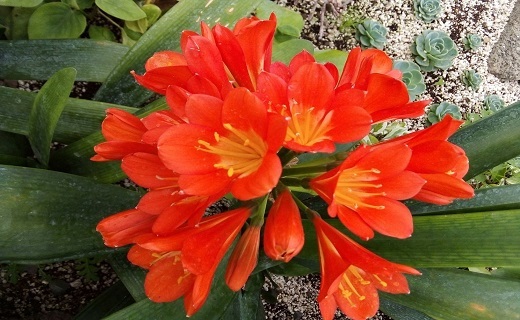 گل زیبای نارنجی