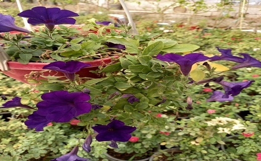 پرورش گل های بنفشه