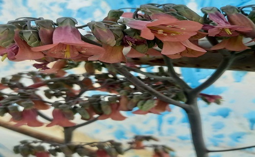 تصویری از گل آپارتمانی