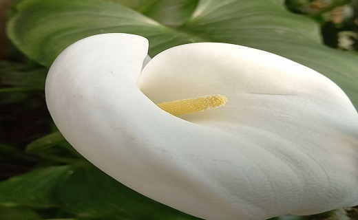 گل های زیبای آپارتمانی