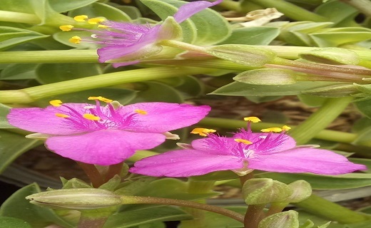 گل های رنگارنگ
