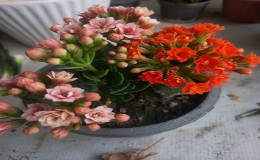 گل های رنگارنگ