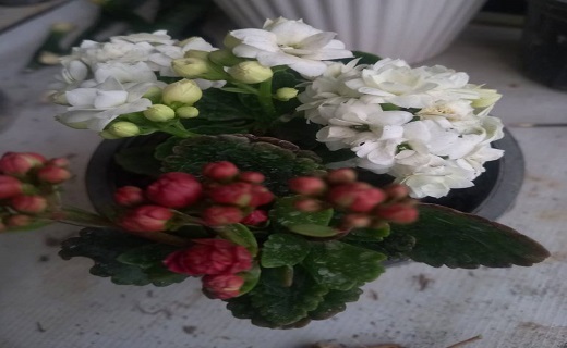 گل های رنگارنگ آپارتمانی