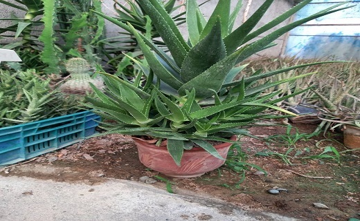 تصویری زیبا از گل های آپارتمانی