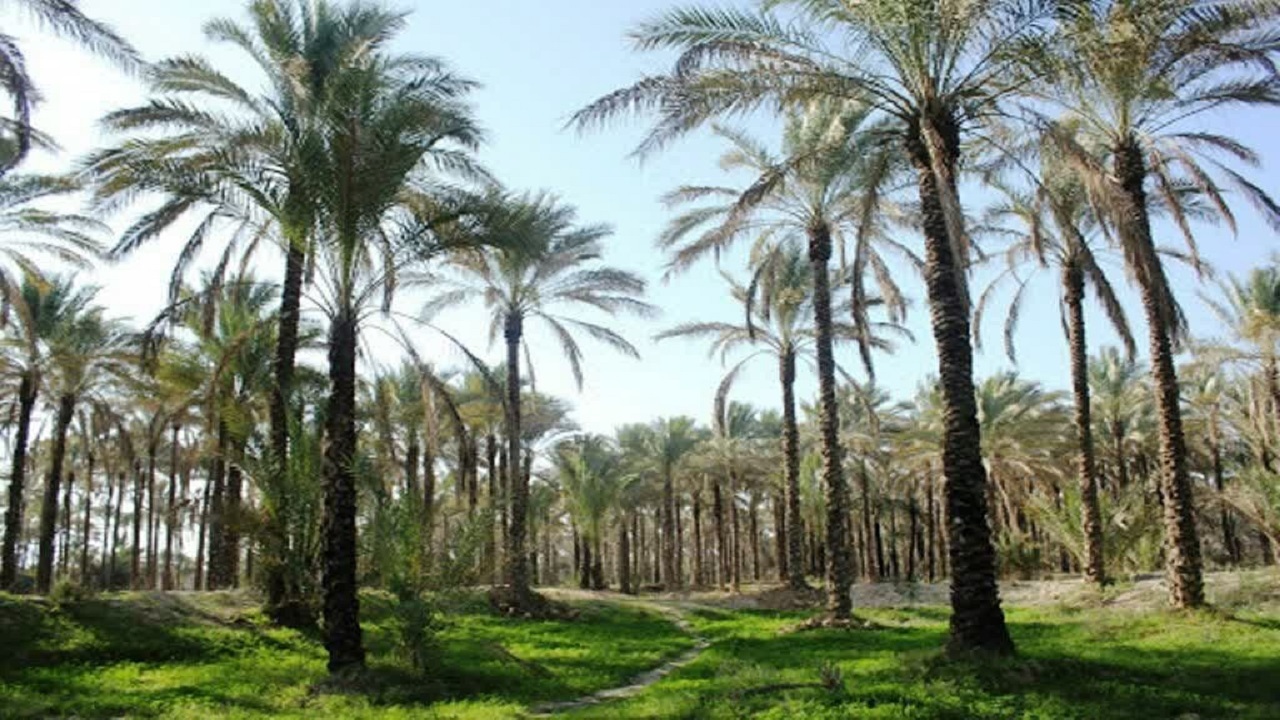 پایش وزارتخانه ای از نخلستان های آبادان