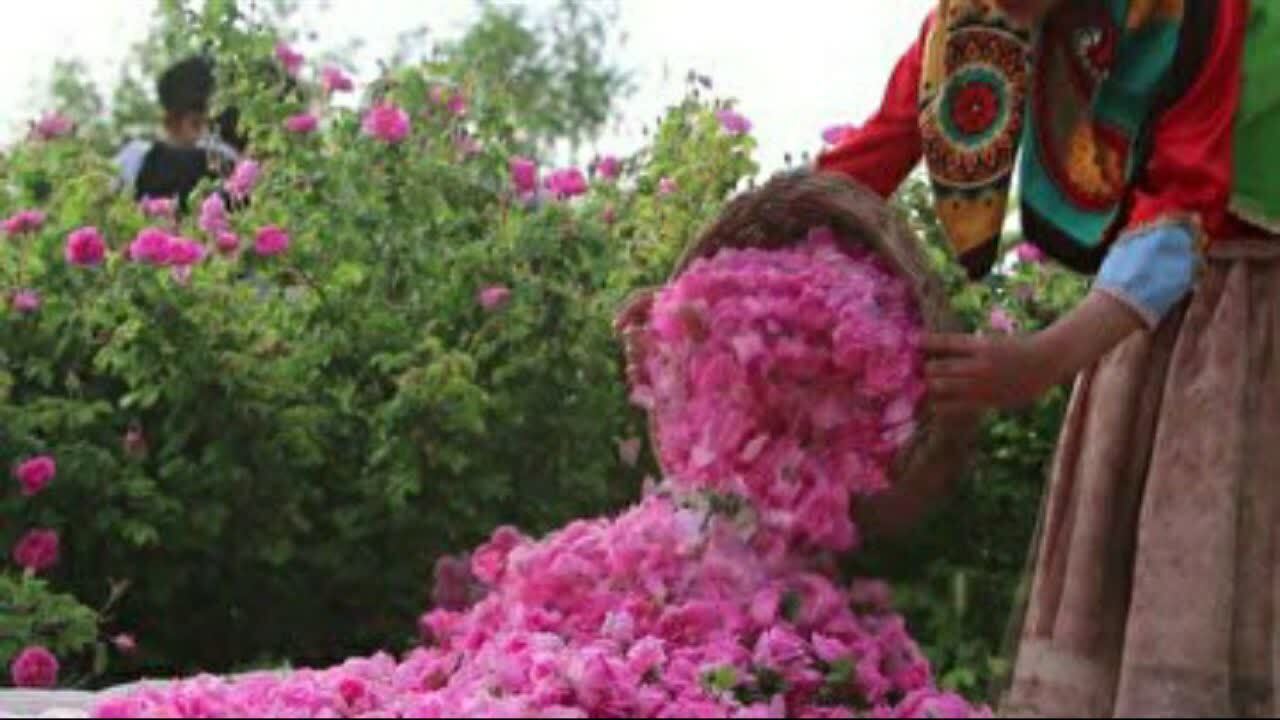 ایجاد زیرساخت فرآوری گل محمدی در لرستان در دستور کار قرار گرفت