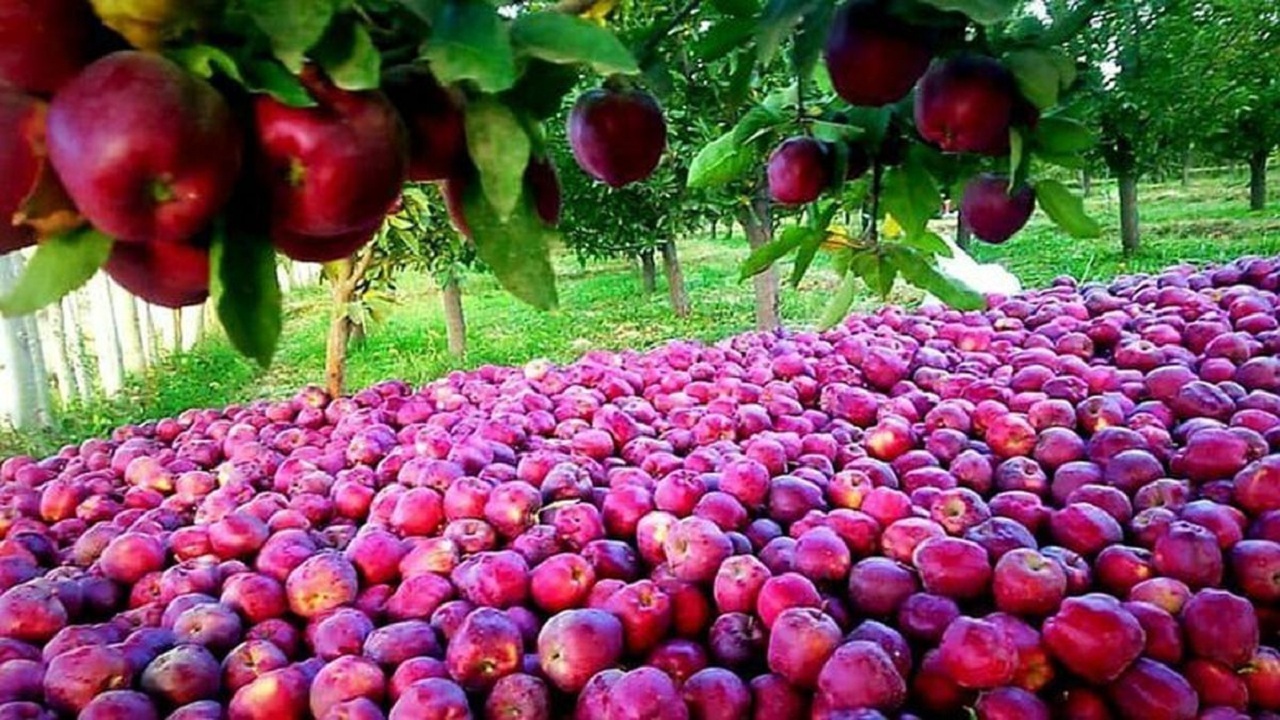 سیب ببر موز بیار/ هشت کشور مقصد سیب صادراتی آذربایجان غربی