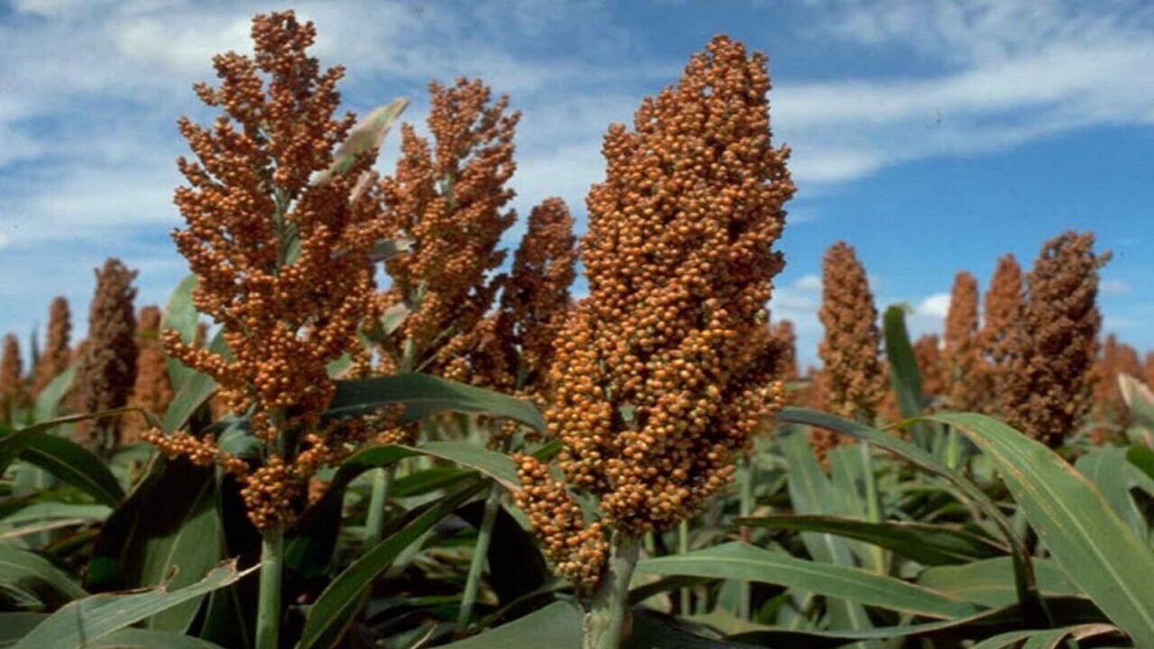 وابستگی به واردات نهاده‌های دامی با جایگزینی علوفه‌ کم‌آب‌بر کاهش می‌یابد
