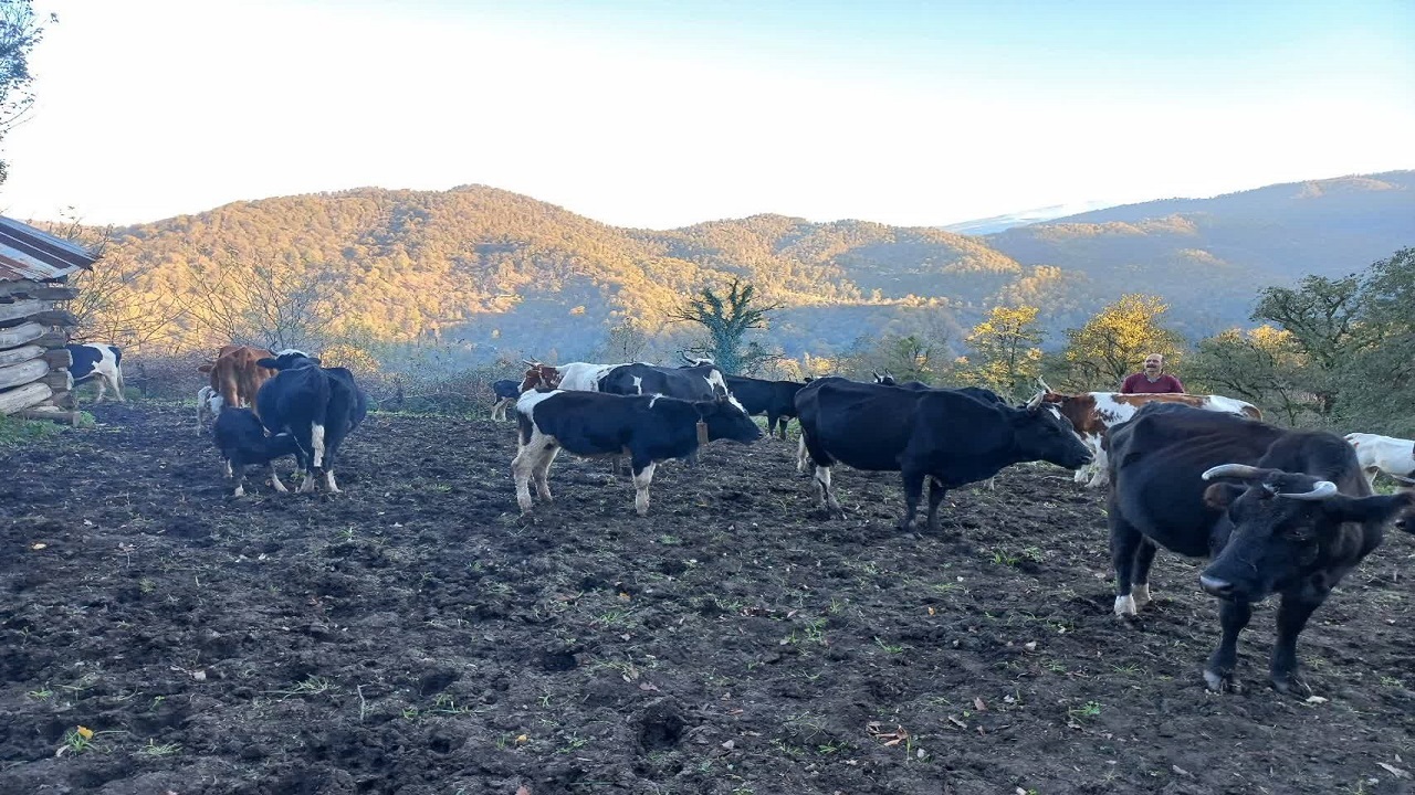 لذت تماشای چرای گاوها در دل طبیعت روستای دیوا بابل + فیلم و تصاویر