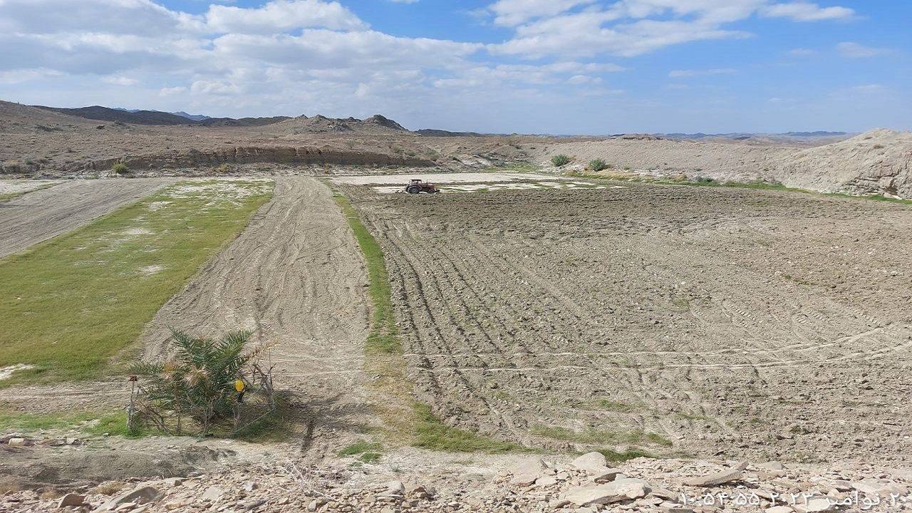 کشت ۱۰۰ هکتار گندم در دیمزار‌های شهرستان سراوان